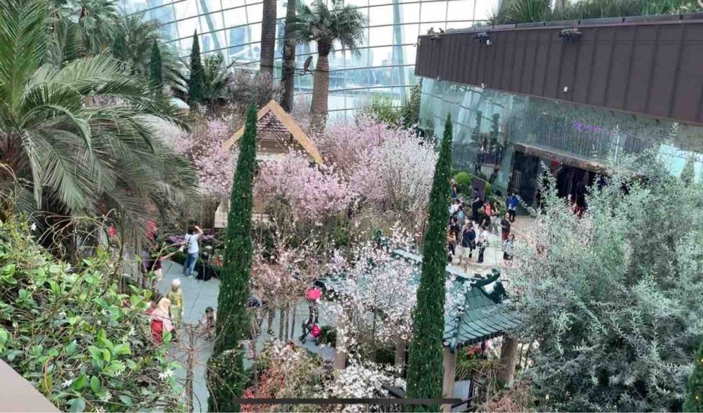 期間限定50％OFF！【桜祭り / Sakura Matsuri】＠ガーデンズ バイ ザ ベイ フラワードーム